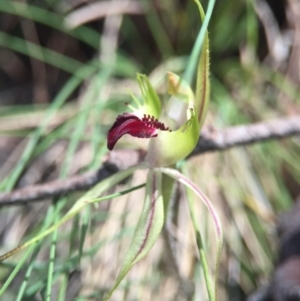 Caladenia parva at Brindabella, NSW - 10 Oct 2015