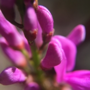 Indigofera australis subsp. australis at Brindabella, NSW - 10 Oct 2015