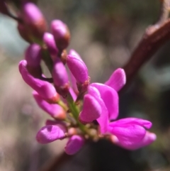 Indigofera australis subsp. australis at Brindabella, NSW - 10 Oct 2015