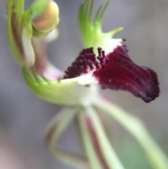 Caladenia parva (Brown-clubbed Spider Orchid) at Brindabella, NSW - 10 Oct 2015 by AaronClausen