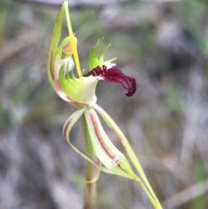 Caladenia parva at Brindabella, NSW - 10 Oct 2015