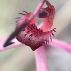 Caladenia orestes at suppressed - suppressed