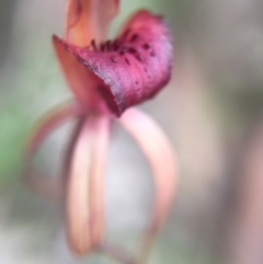 Caladenia orestes (Burrinjuck Spider Orchid) at Brindabella, NSW - 10 Oct 2015 by AaronClausen