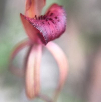 Caladenia orestes (Burrinjuck Spider Orchid) at Brindabella, NSW - 10 Oct 2015 by AaronClausen