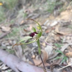 Caladenia parva at Brindabella, NSW - 10 Oct 2015