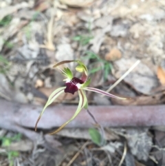 Caladenia parva at Brindabella, NSW - 10 Oct 2015