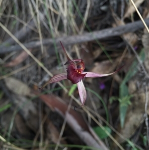 Caladenia orestes at suppressed - suppressed