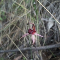 Caladenia orestes at suppressed - suppressed