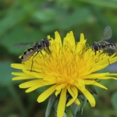 Taraxacum sp. (Dandelion) at Conder, ACT - 7 Oct 2015 by michaelb