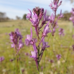 Linaria pelisseriana (Pelisser's Toadflax) at Conder, ACT - 8 Oct 2015 by michaelb