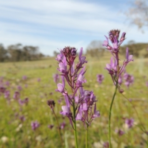 Linaria pelisseriana at Conder, ACT - 8 Oct 2015 05:39 PM