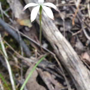 Caladenia ustulata at Point 5821 - suppressed