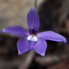 Glossodia major (Wax Lip Orchid) at Point 5805 - 10 Oct 2015 by David