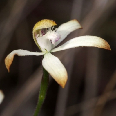 Caladenia ustulata (Brown Caps) at Point 5805 - 10 Oct 2015 by David