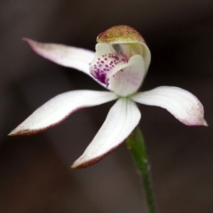 Caladenia moschata (Musky Caps) at Point 5805 - 10 Oct 2015 by David