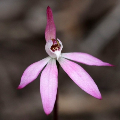 Caladenia fuscata (Dusky Fingers) at Acton, ACT - 10 Oct 2015 by David