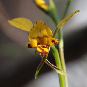 Diuris nigromontana at Canberra Central, ACT - suppressed