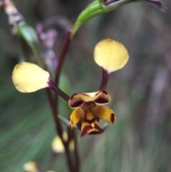 Diuris pardina (Leopard Doubletail) at Cotter River, ACT - 11 Oct 2015 by JasonC