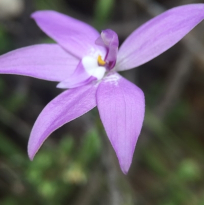 Glossodia major (Wax Lip Orchid) at Cotter River, ACT - 11 Oct 2015 by JasonC