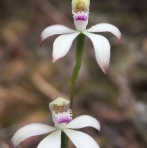 Caladenia ustulata at Cotter River, ACT - 11 Oct 2015