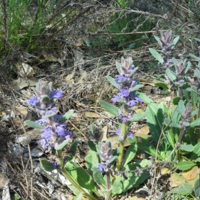 Ajuga australis (Austral Bugle) at O'Malley, ACT - 9 Oct 2015 by Mike