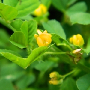 Medicago sp. at Gordon, ACT - 10 Oct 2015