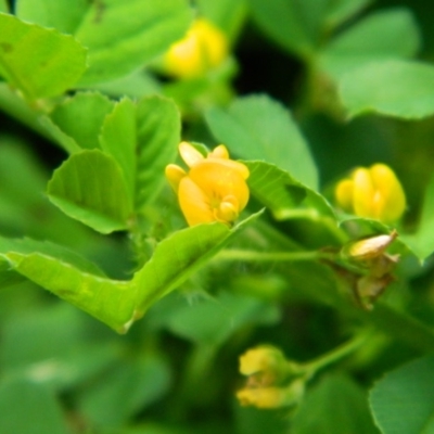 Medicago sp. at Gordon, ACT - 10 Oct 2015 by ArcherCallaway