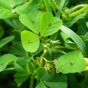 Medicago sp. at Gordon, ACT - 10 Oct 2015