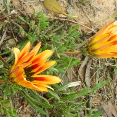 Gazania x splendens (Gazania) at Gordon, ACT - 10 Oct 2015 by ArcherCallaway