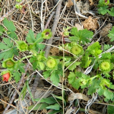 Modiola caroliniana (Red-flowered Mallow) at Gordon, ACT - 10 Oct 2015 by ArcherCallaway