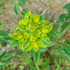 Euphorbia oblongata (Egg-leaf Spurge) at Gordon, ACT - 10 Oct 2015 by RyuCallaway