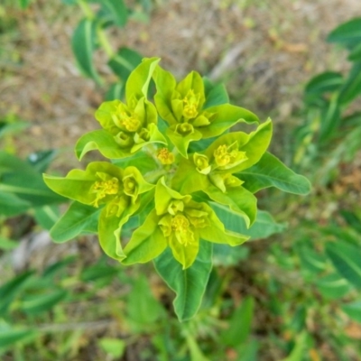 Euphorbia oblongata (Egg-leaf Spurge) at Gordon, ACT - 10 Oct 2015 by ArcherCallaway