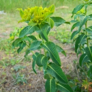 Euphorbia oblongata at Gordon, ACT - 10 Oct 2015