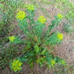 Euphorbia oblongata at Gordon, ACT - 10 Oct 2015 05:03 PM