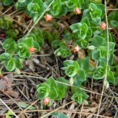 Lysimachia arvensis (Scarlet Pimpernel) at Gordon, ACT - 10 Oct 2015 by RyuCallaway