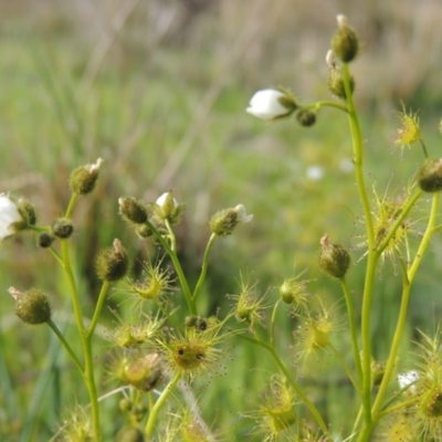 Drosera gunniana (Pale Sundew) at Tuggeranong Hill - 8 Oct 2015 by michaelb