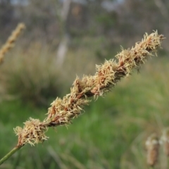 Carex appressa (Tall Sedge) at Tuggeranong Hill - 8 Oct 2015 by michaelb