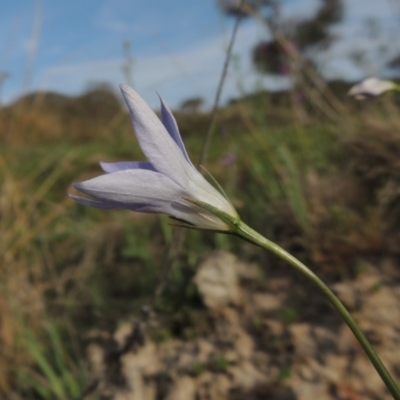 Wahlenbergia capillaris (Tufted Bluebell) at Conder, ACT - 8 Oct 2015 by MichaelBedingfield