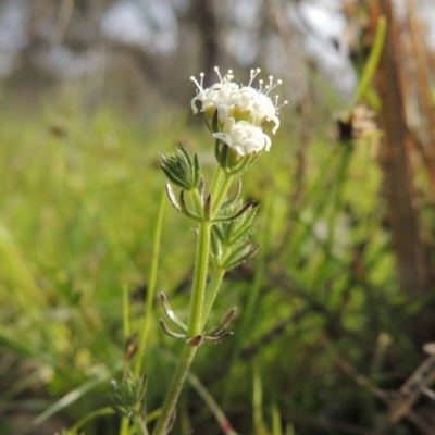 Asperula conferta (Common Woodruff) at Conder, ACT - 8 Oct 2015 by michaelb