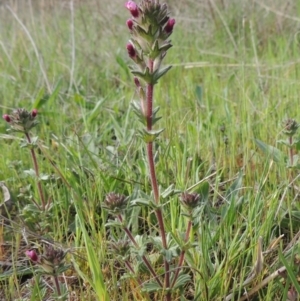 Parentucellia latifolia at Conder, ACT - 8 Oct 2015