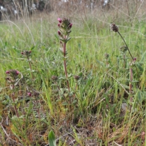 Parentucellia latifolia at Conder, ACT - 8 Oct 2015