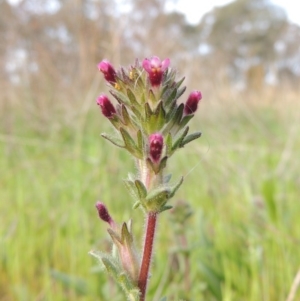 Parentucellia latifolia at Conder, ACT - 8 Oct 2015