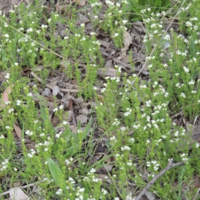 Asperula conferta (Common Woodruff) at Conder, ACT - 8 Oct 2015 by MichaelBedingfield