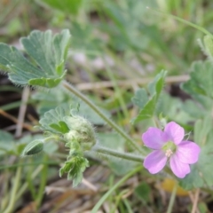 Geranium solanderi (Native Geranium) at Tuggeranong Hill - 8 Oct 2015 by michaelb