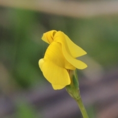 Goodenia pinnatifida (Scrambled Eggs) at Tuggeranong Hill - 8 Oct 2015 by michaelb