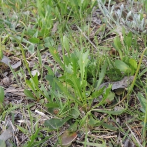 Goodenia pinnatifida at Calwell, ACT - 8 Oct 2015