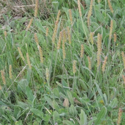 Plantago varia (Native Plaintain) at Calwell, ACT - 8 Oct 2015 by michaelb