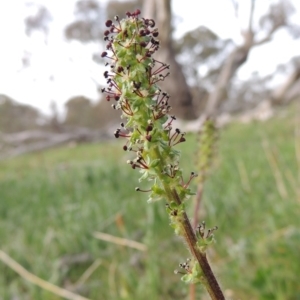 Acaena x ovina at Calwell, ACT - 8 Oct 2015 06:16 PM