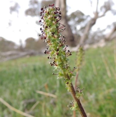 Acaena x ovina (Sheep's Burr) at Tuggeranong Hill - 8 Oct 2015 by michaelb