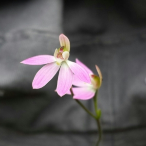 Caladenia carnea at Canberra Central, ACT - 12 Oct 2015